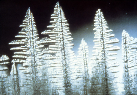 Dendrite treelike structure