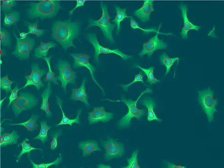 Fluorescent Nuceli