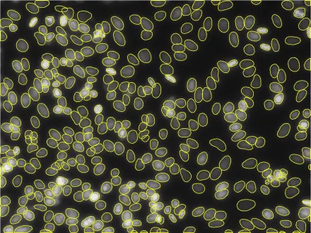 Fluorescent Overlapping Nuclei
