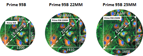 Prime-95B-Multiple-of-View