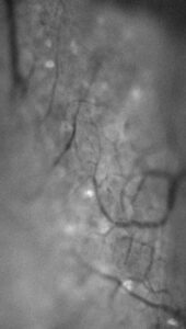 Image acquired with NanoScan OP800
