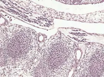 Mouse Foetus-detail