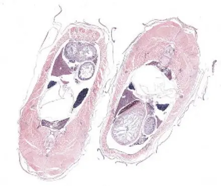 Zebra-Fish-Sample
