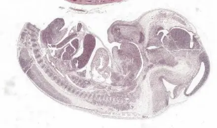 Mouse Foetus-Sample