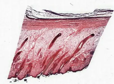 Human-Skin-Smaple