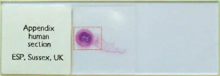 Appendix-slide