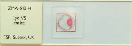 Eye Section-slide